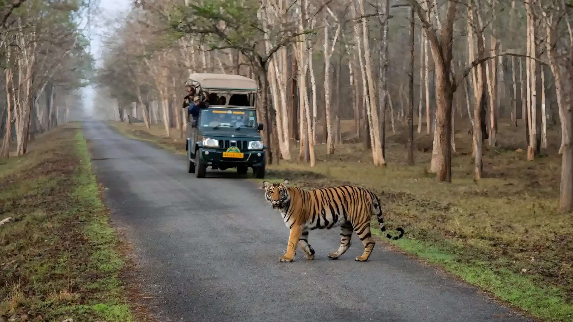 Kabini